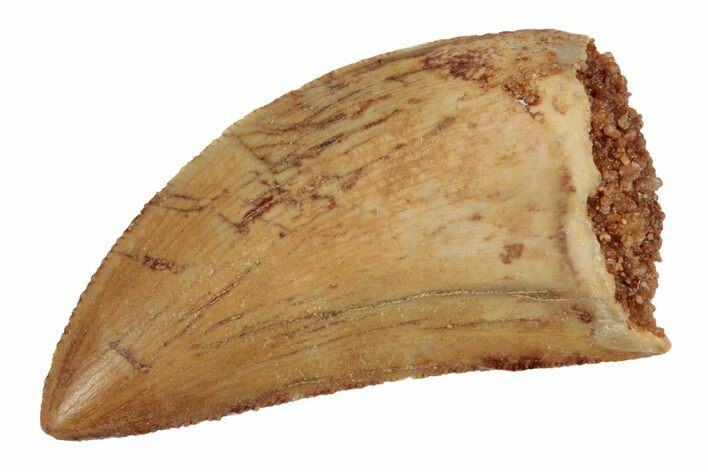 Serrated, 1.44" Juvenile Carcharodontosaurus Tooth 